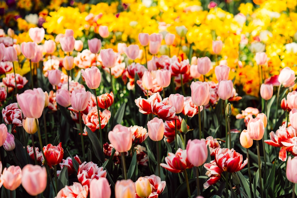 pink, red, and yellow tulip flowers in bloom