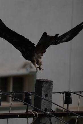 A bird with outstretched wings is landing or taking off from a wooden post surrounded by electrical wires. The scene appears to be captured in an outdoor setting with a blurred background featuring a building.