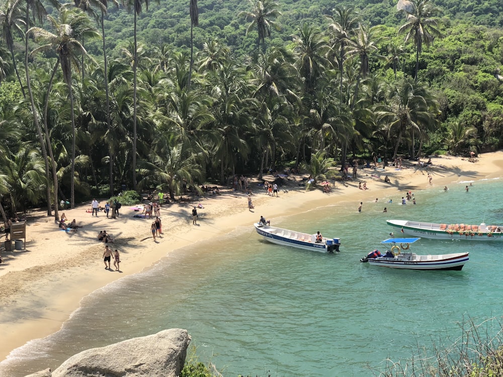 three boats near seashore surrounded by palm trees