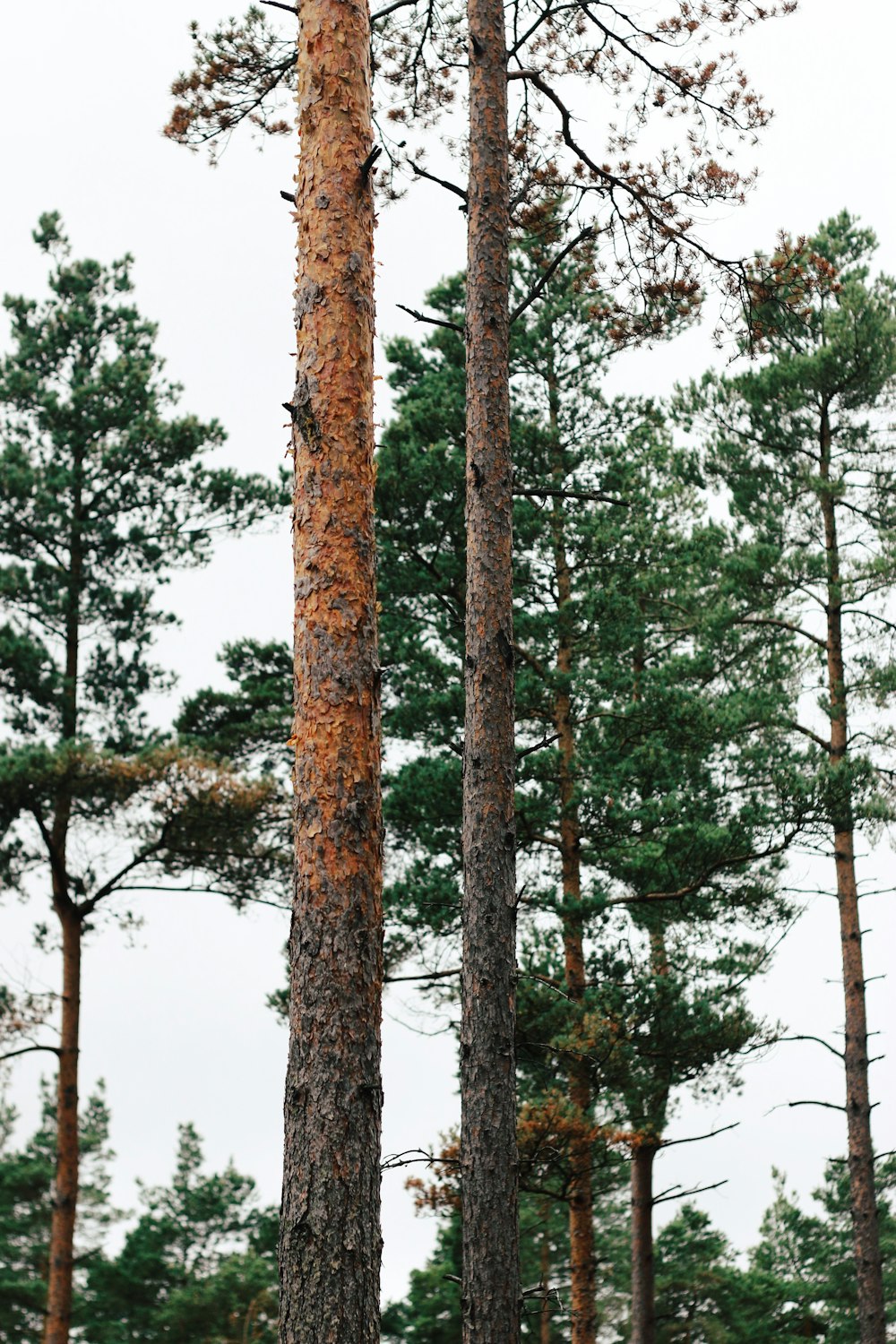 arbres à feuilles vertes pendant la journée