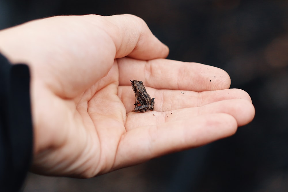 brown frog on person's palm