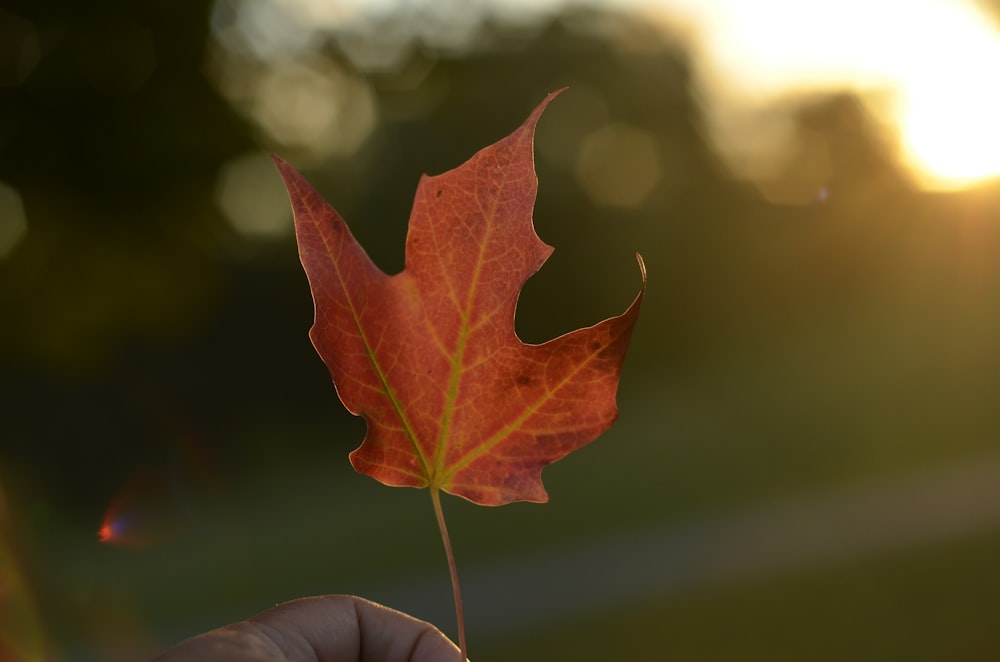 selective focus photography of orange maple leaf