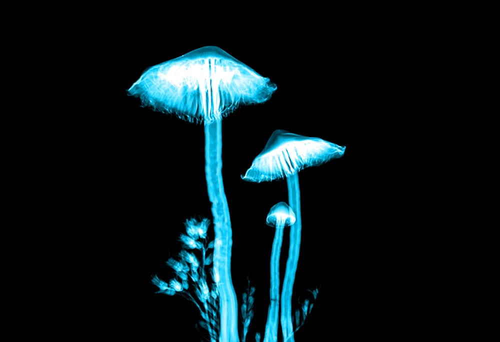 blue lighted mushrooms