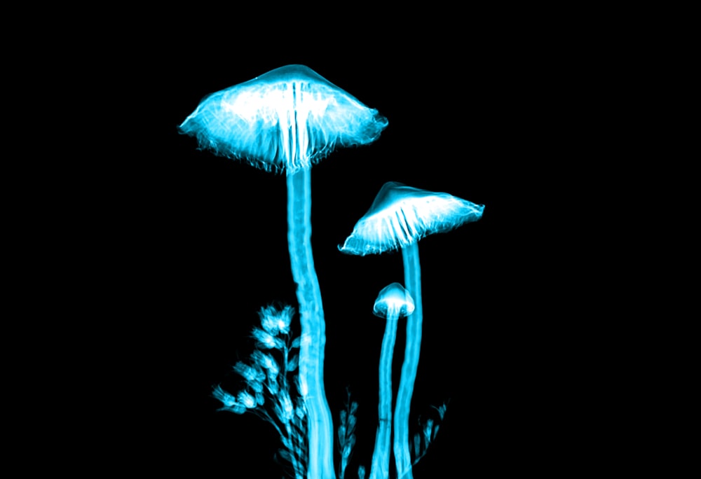 funghi illuminati di blu