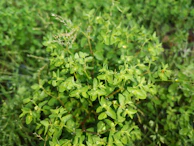 Close-up of fresh, dew-kissed herbs growing under the shade of tall trees.