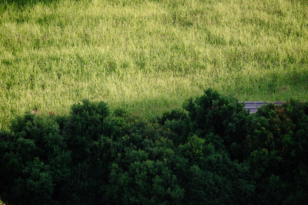 tress folha verde