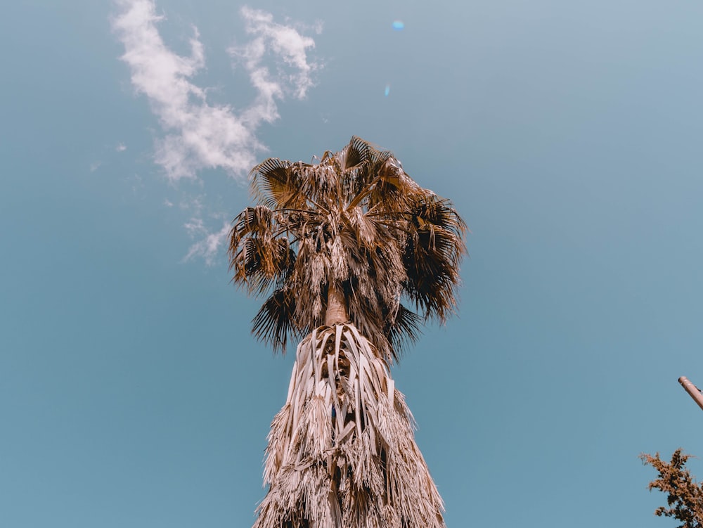 low angle photography of brown and green coconut tree