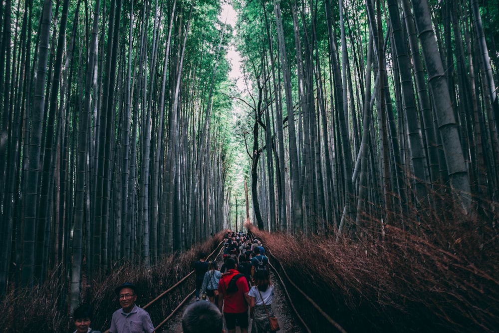 people walking inside forest