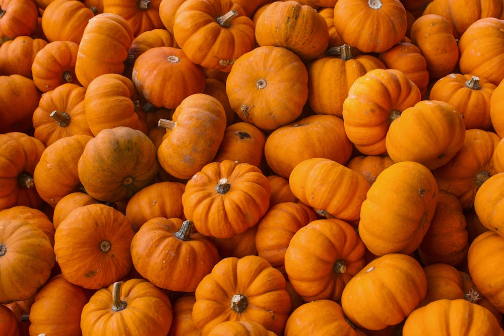 orange squash plant lot