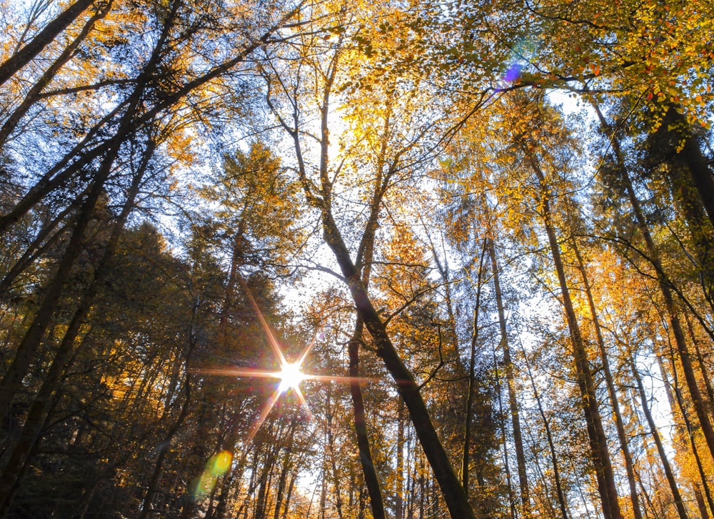 arbres à feuilles vertes