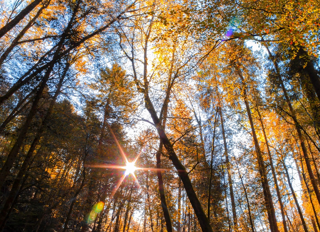 Forest photo spot Unnamed Road Klingnauer Stausee