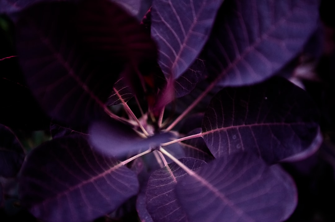 purple-leafed plant