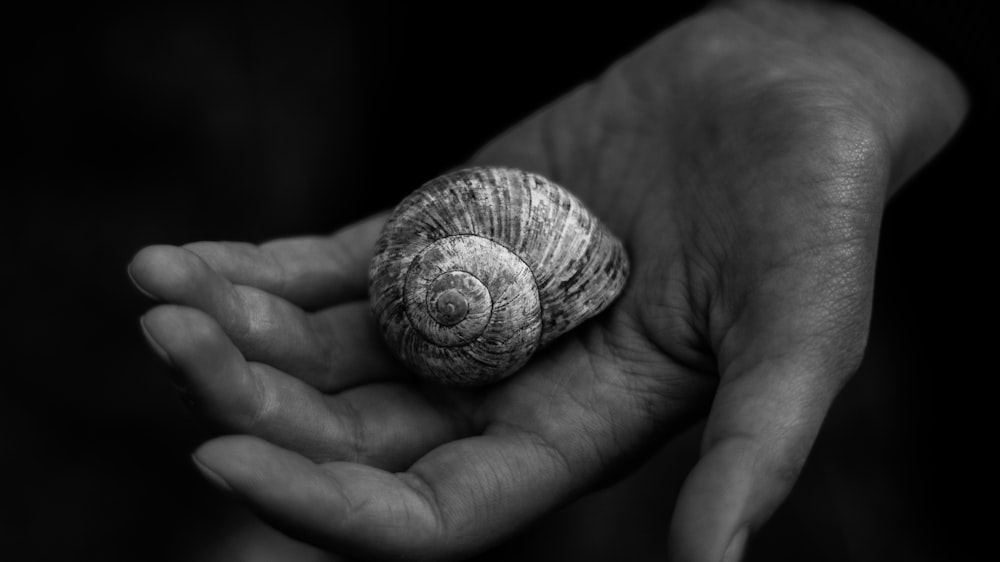 grayscale photo of nautilus shell on person's palm