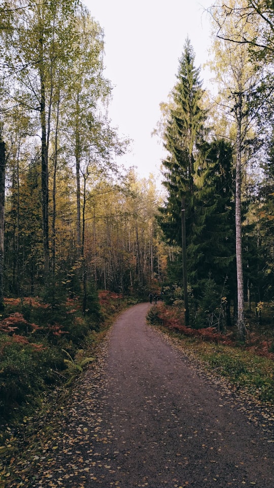 dirt road between trees in Nuuksio National Park Finland