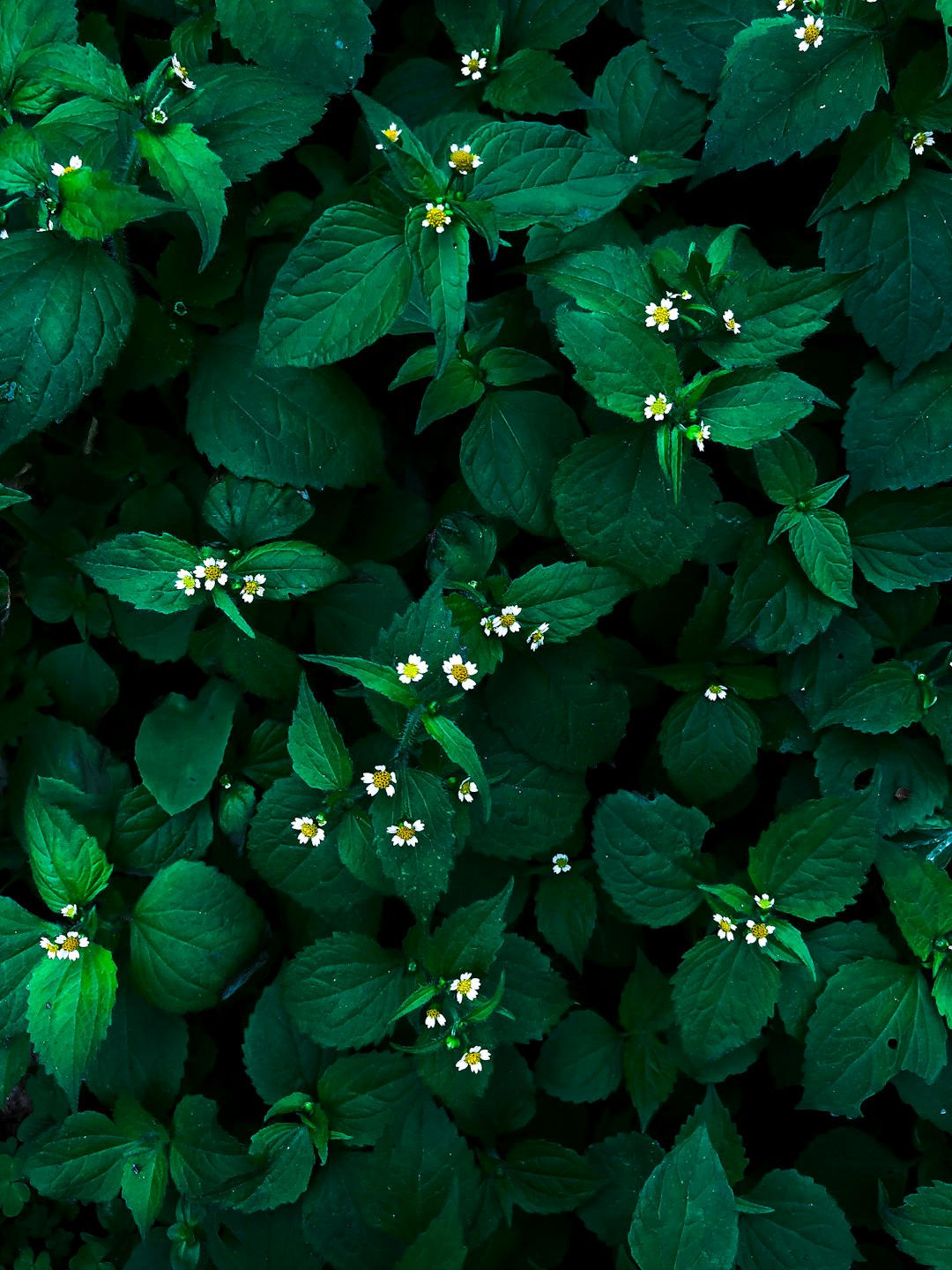 green leafed-plants