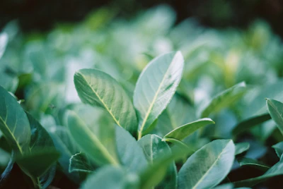 Close-up of slow, deep breath visible in a serene natural setting with soft neutral tones.