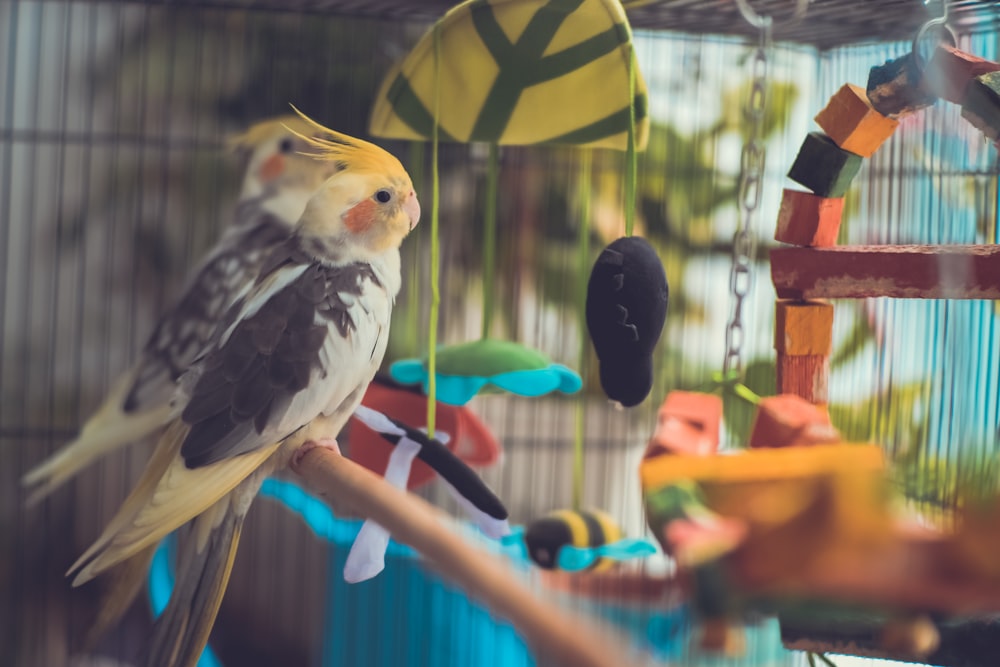 selective focus photography of yellow and black cockatiel