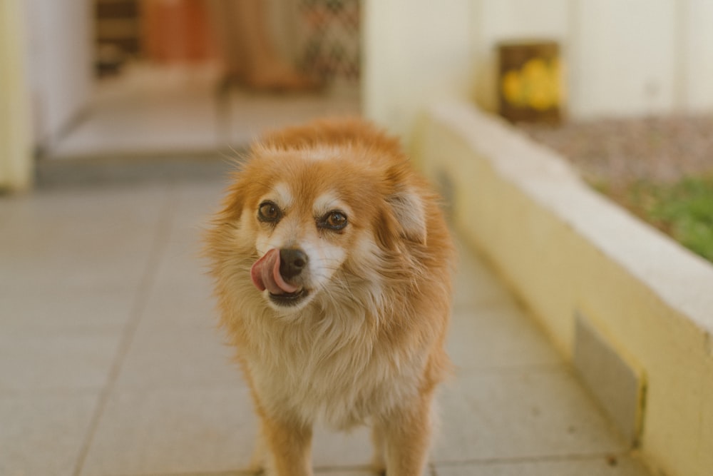 adult long-coated brown Chihuahua standing near wall