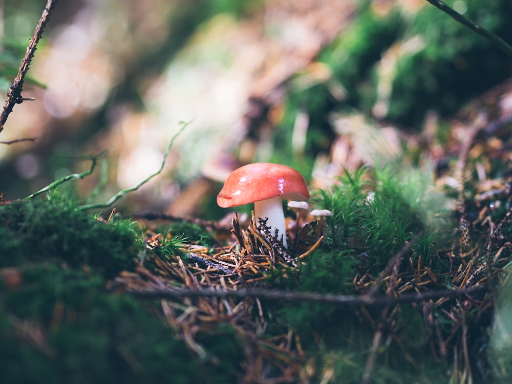 selective focus photography of fly agaric