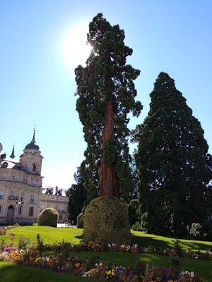 A well-maintained garden with colorful flowerbeds, neatly trimmed bushes, and tall evergreen trees. In the background, there is a beautiful, historic building with an intricate architectural style, including towers and spires. The bright sun is partially obscured by one of the tall trees, casting a gentle glow over the scene.