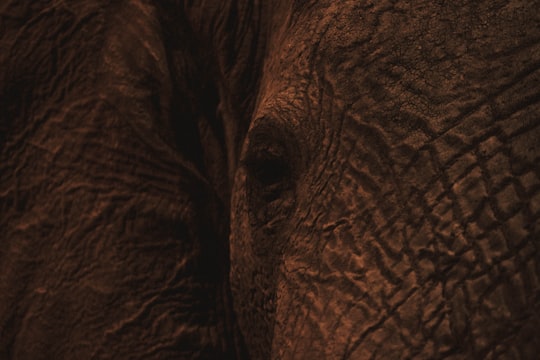 close up photo of elephant in National Museum of Natural History France