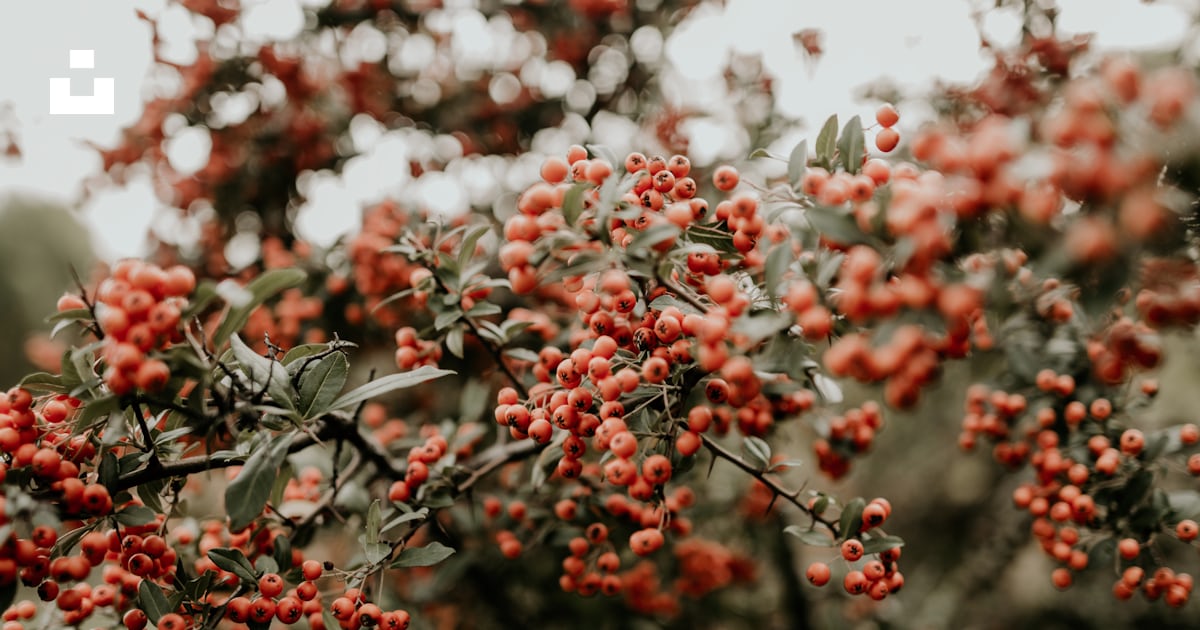 Fruits rouges sur la branche de l’arbre photo – Image gratuite de Le ...