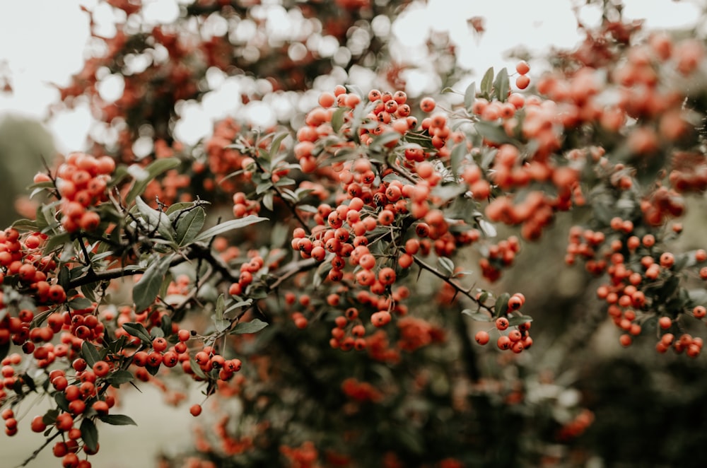 red fruits on tree branch