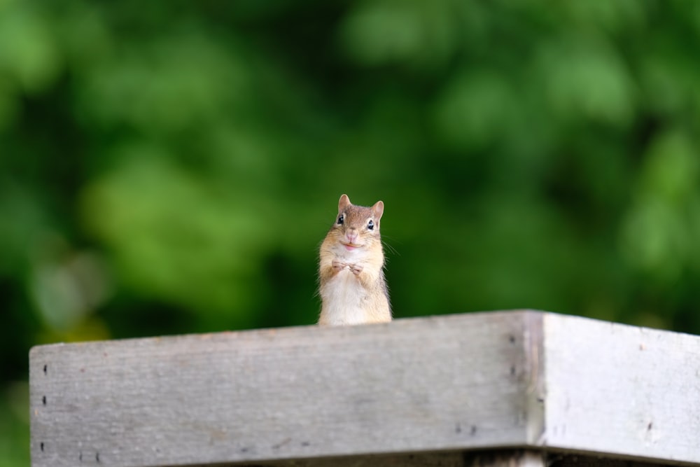 macro photo of squirrel