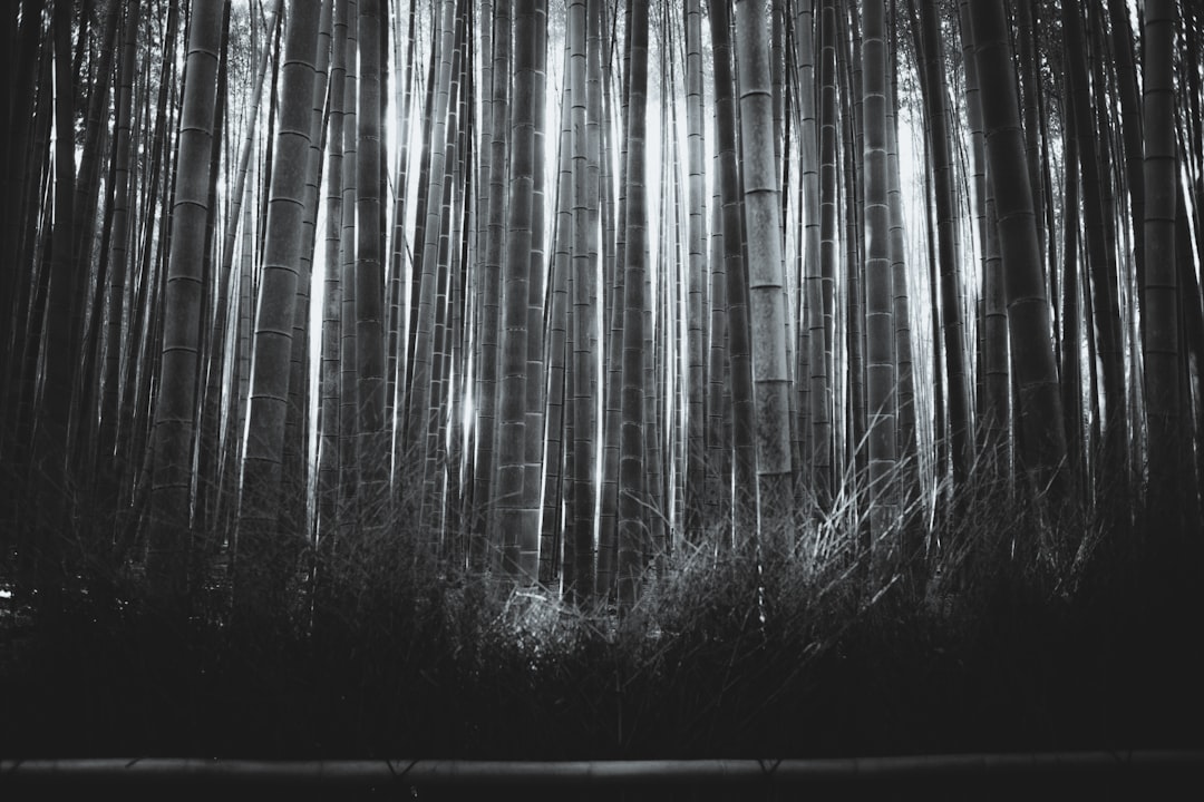 Forest photo spot Arashiyama Bamboo Grove Japan