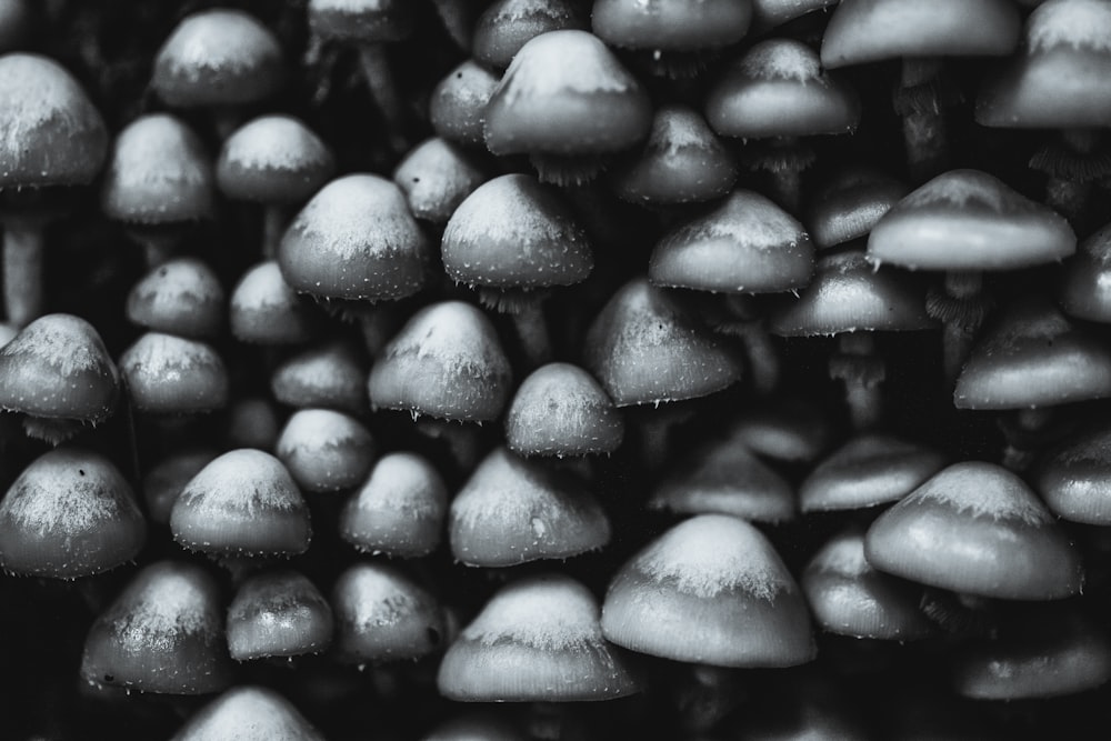 mushrooms grayscale photography