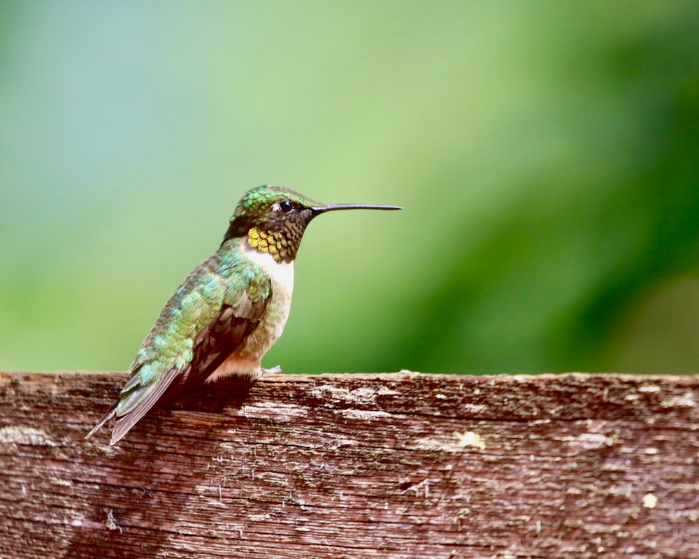 green and black hummingbird on brown wooden surface