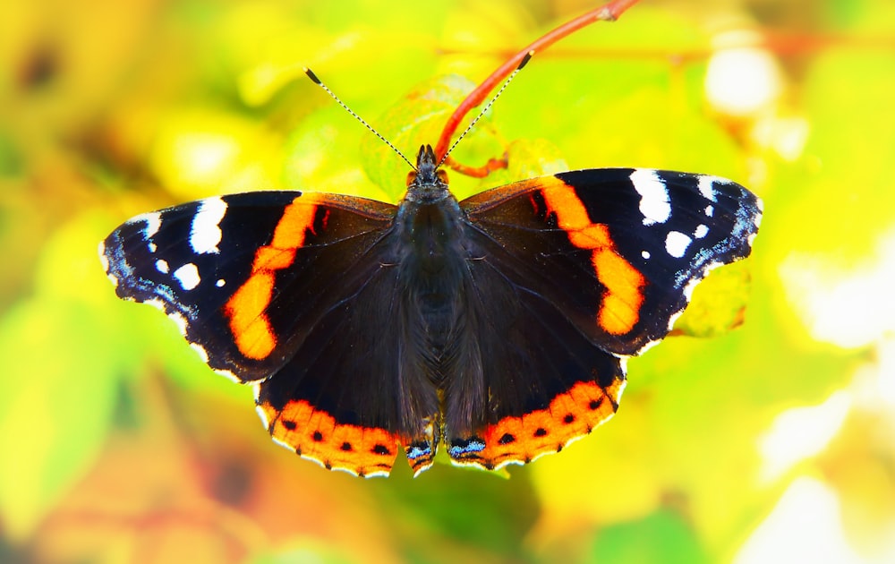 black and brown butterfly