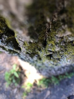 Detailed texture of moss and lichen on a tree bark in soft natural light