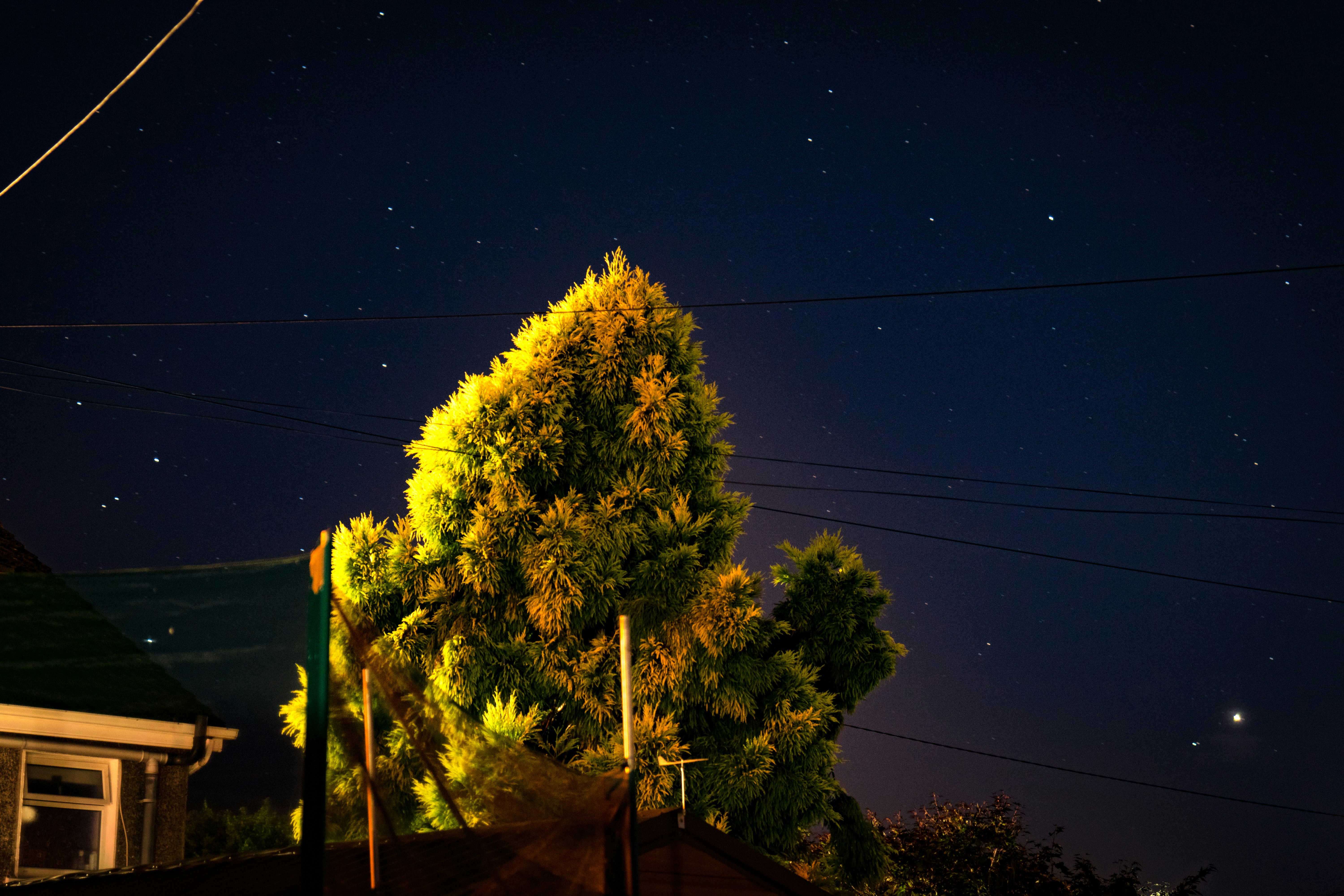 Green leafed plant under blue sky photo Free Conifer Image on Unsplash