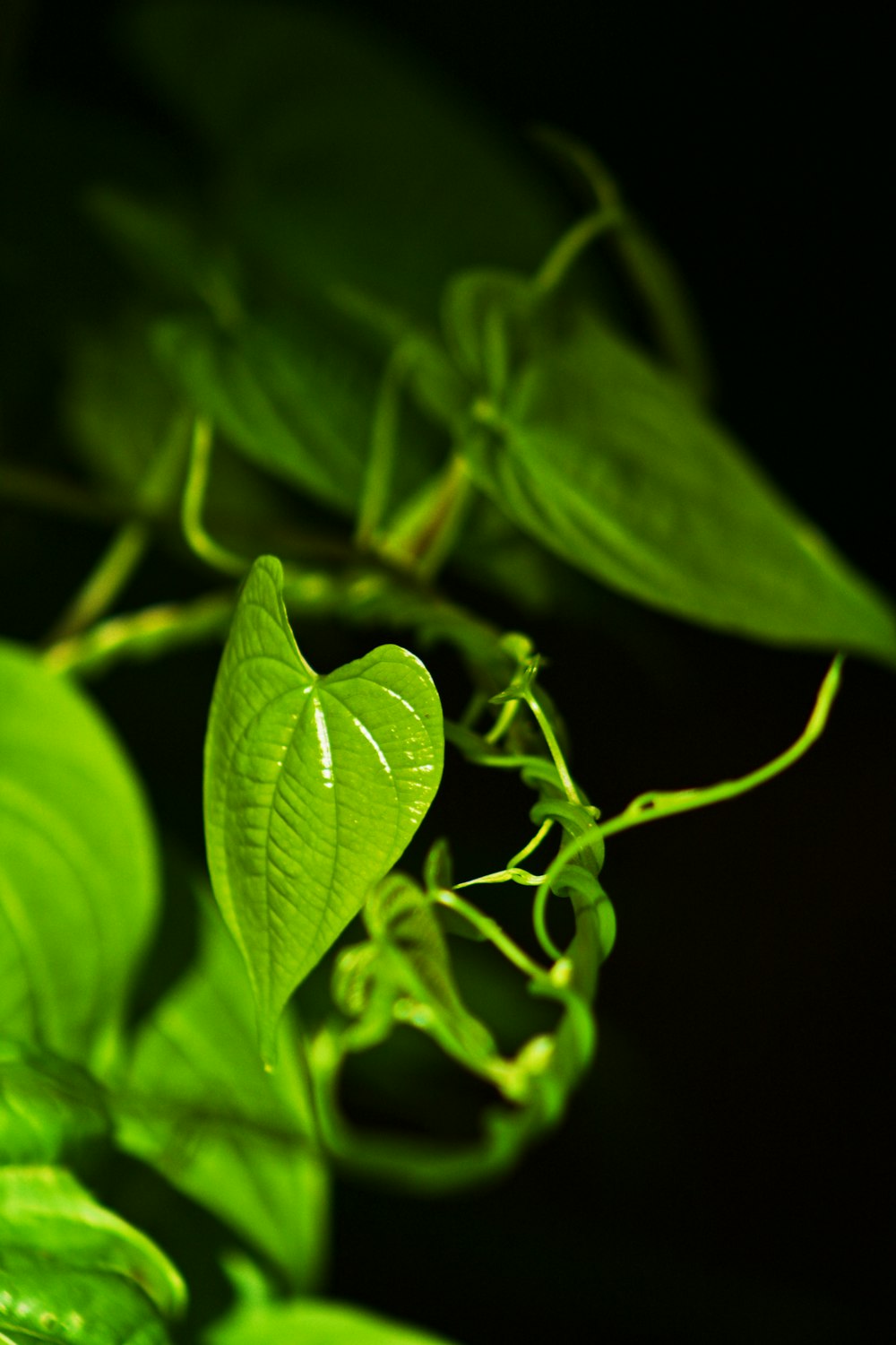 Photographie en gros plan d’une plante à feuilles de cordé vert