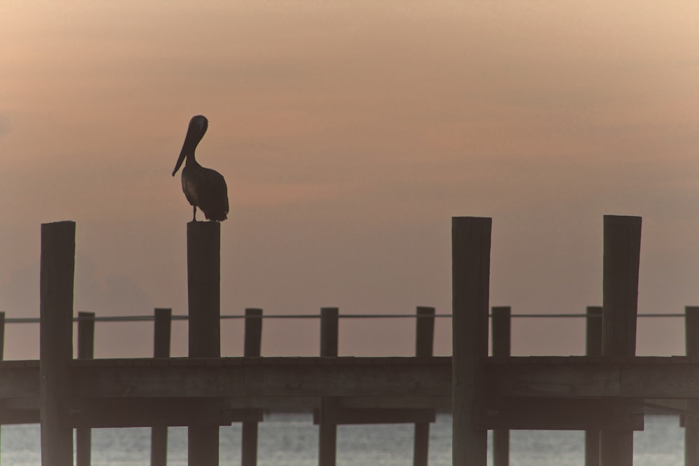 silhouette photography of bird pearched on dock
