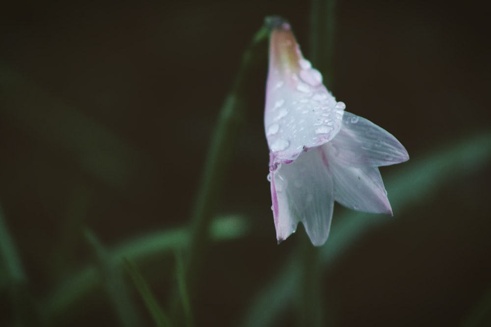 close-up photography of white petaled flower