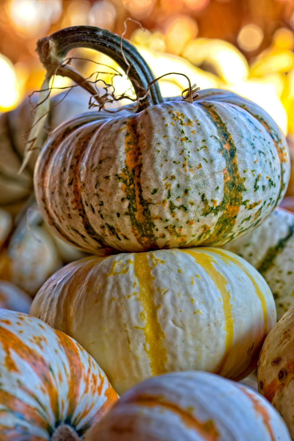 close-up photography of pumpkins