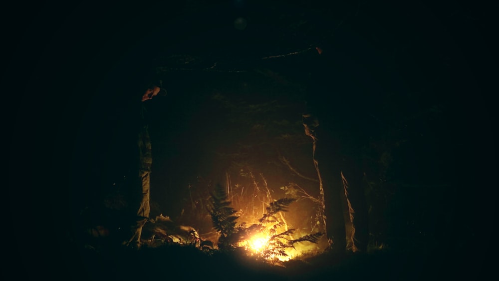 a campfire in the woods at night