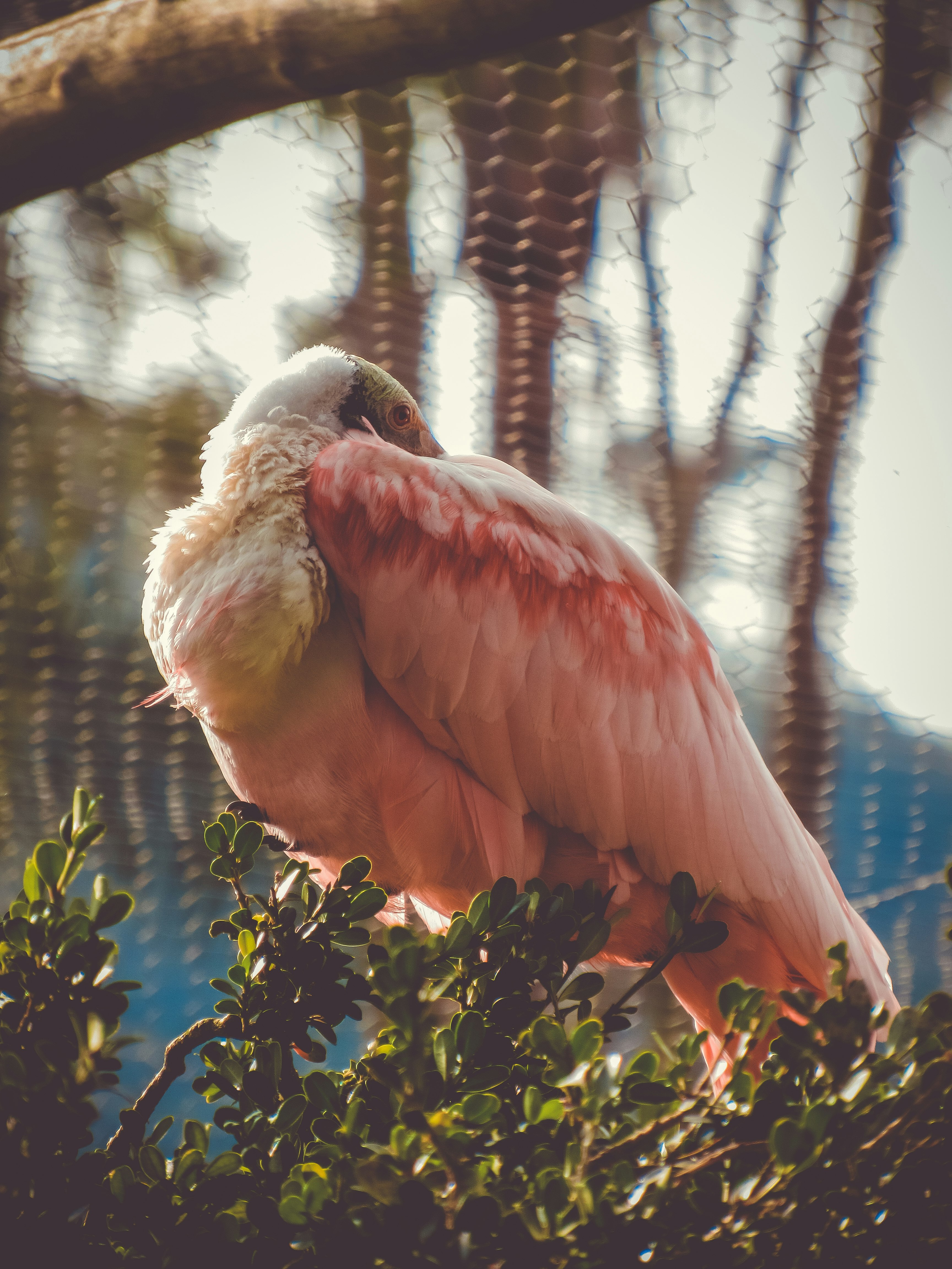 selective focus photo of pink and white flamingo