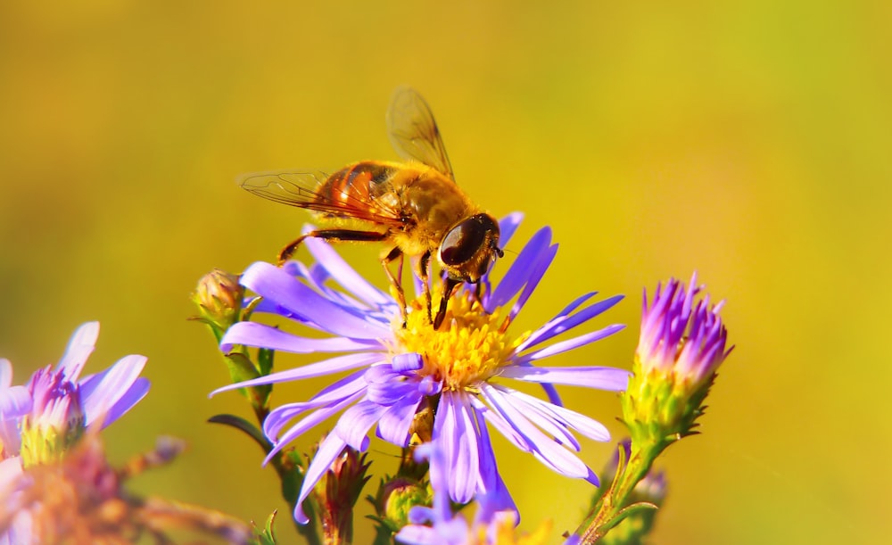 Biene sitzt auf lila Blume