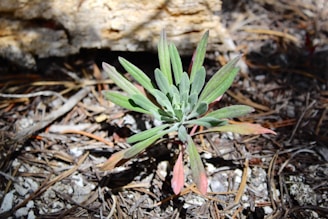A small plant with elongated, narrow leaves, some of which are green while others transition to a reddish hue at the tips. The plant grows amidst dry soil and scattered pine needles, suggesting a natural woodland or forest floor setting. Sunlight casts shadows across the scene, illuminating parts of the plant and ground.