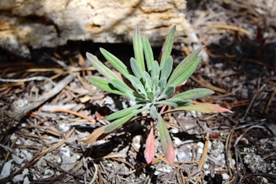 A small plant with elongated, narrow leaves, some of which are green while others transition to a reddish hue at the tips. The plant grows amidst dry soil and scattered pine needles, suggesting a natural woodland or forest floor setting. Sunlight casts shadows across the scene, illuminating parts of the plant and ground.
