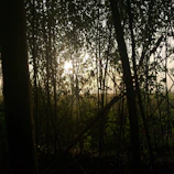 Close-up of natural light filtering through tree branches over a dark landscape.