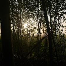 Close-up of warm sunlight filtering through leaves at dawn, highlighting natural energy.
