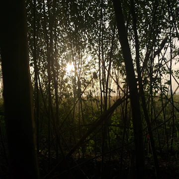 Close-up of natural light filtering through tree branches over a dark landscape.
