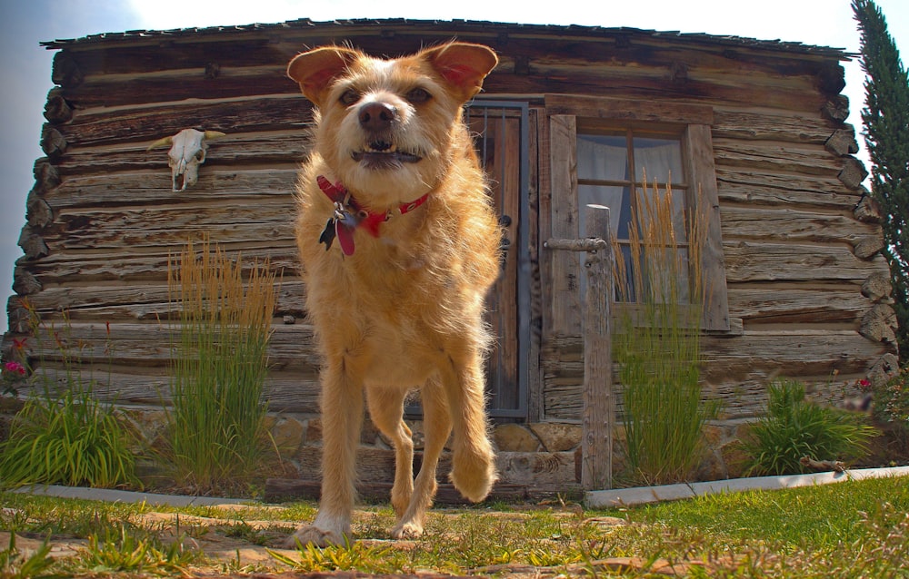 cane che corre di giorno