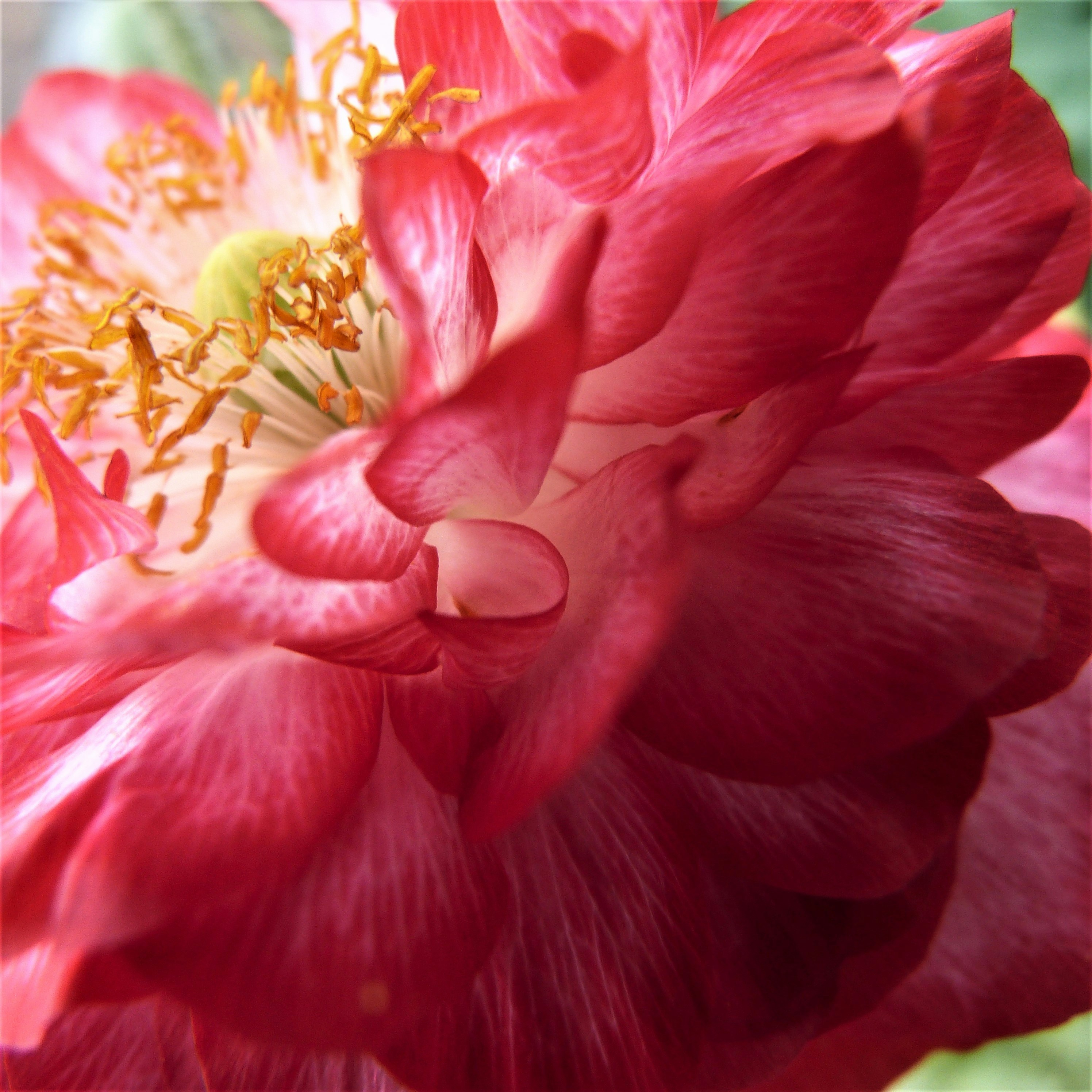 Every morning I walk around the garden to see what has bloomed,and this was the first flower I noticed.Absolutely beautiful.