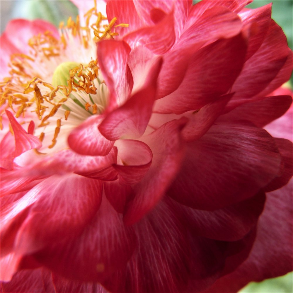 pink-petaled flower