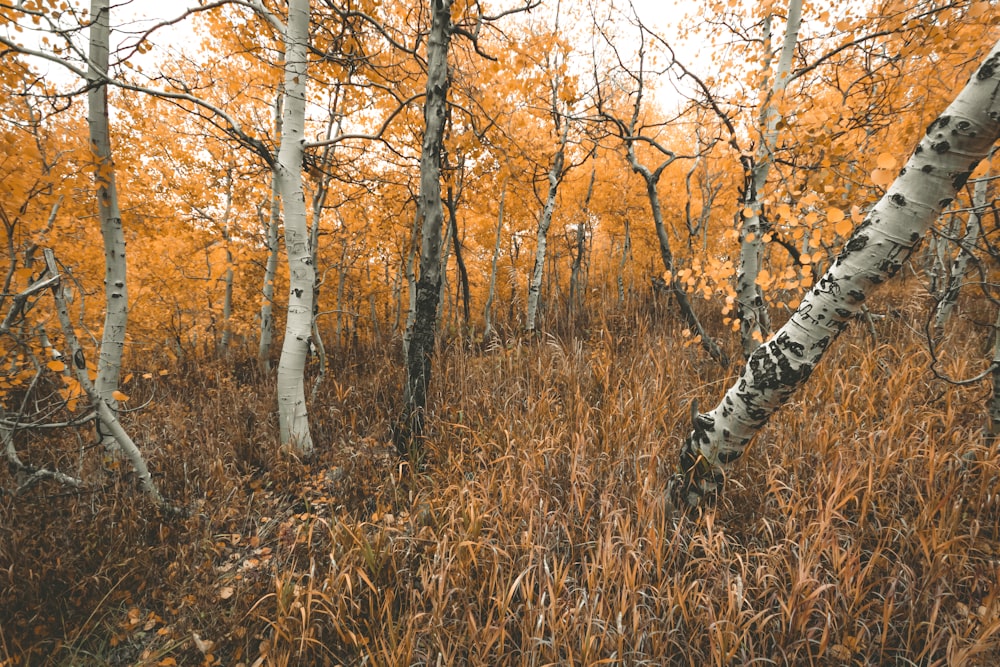 brown trees